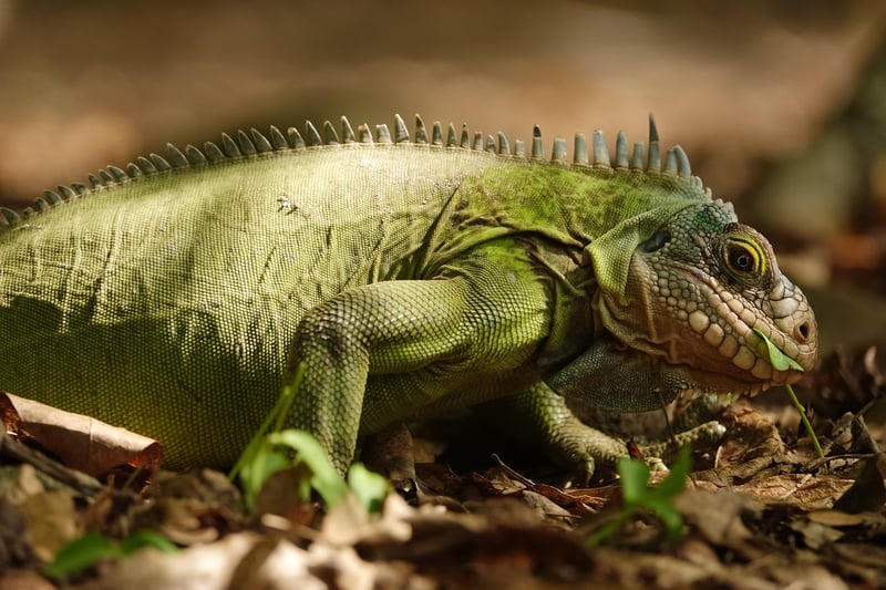 Galapagos Islands wildlife