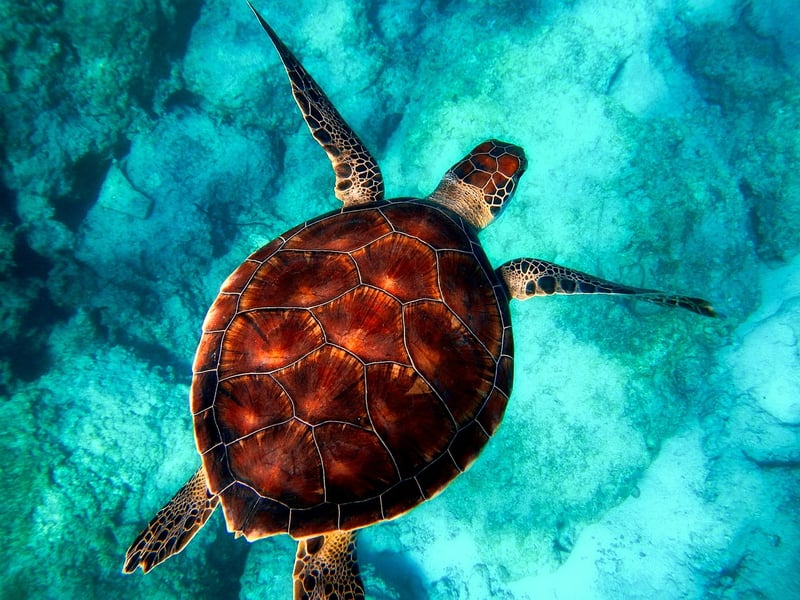 Snorkeling Adventure